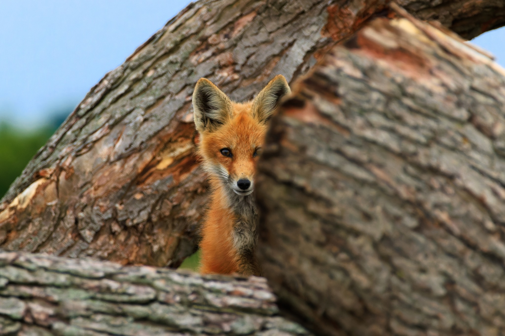 Fox hiding on the logs